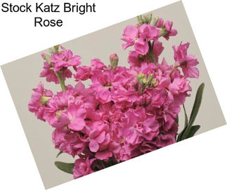 Stock Katz Bright Rose