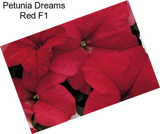 Petunia Dreams Red F1