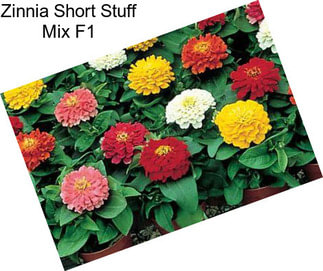 Zinnia Short Stuff Mix F1