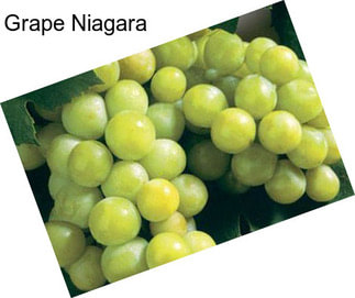 Grape Niagara