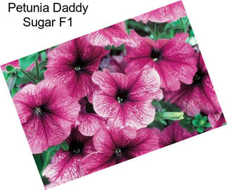 Petunia Daddy Sugar F1