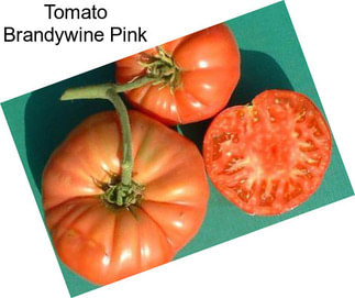 Tomato Brandywine Pink