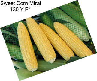 Sweet Corn Mirai 130 Y F1