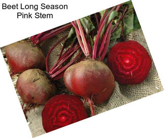 Beet Long Season Pink Stem