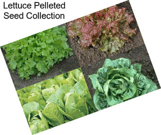 Lettuce Pelleted Seed Collection