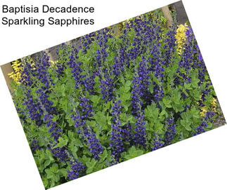 Baptisia Decadence Sparkling Sapphires