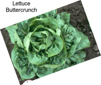 Lettuce Buttercrunch