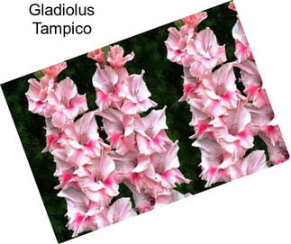 Gladiolus Tampico