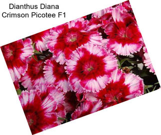 Dianthus Diana Crimson Picotee F1