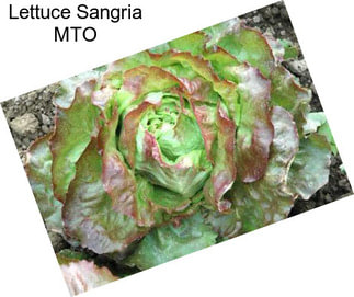 Lettuce Sangria MTO