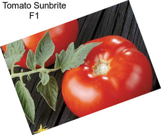 Tomato Sunbrite F1