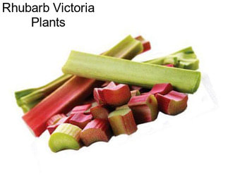 Rhubarb Victoria Plants