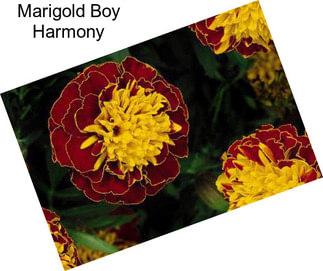 Marigold Boy Harmony