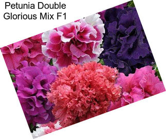 Petunia Double Glorious Mix F1