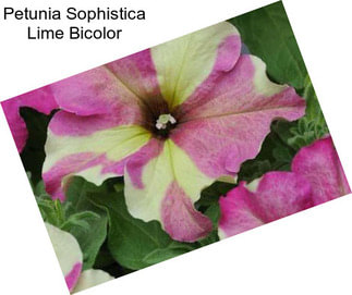 Petunia Sophistica Lime Bicolor