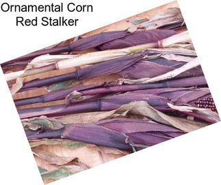 Ornamental Corn Red Stalker