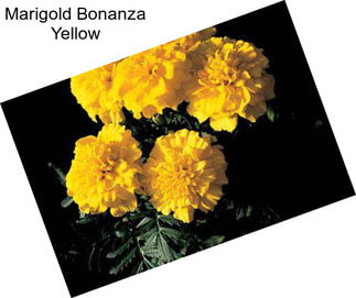 Marigold Bonanza Yellow