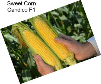 Sweet Corn Candice F1