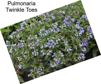 Pulmonaria Twinkle Toes