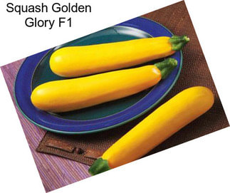 Squash Golden Glory F1