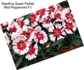 Dianthus Super Parfait Red Peppermint F1