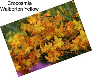 Crocosmia Walberton Yellow