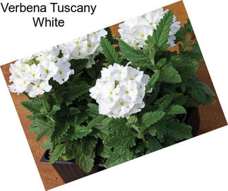 Verbena Tuscany White