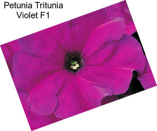 Petunia Tritunia Violet F1