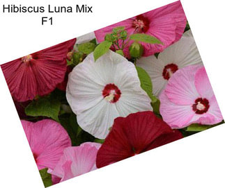 Hibiscus Luna Mix F1