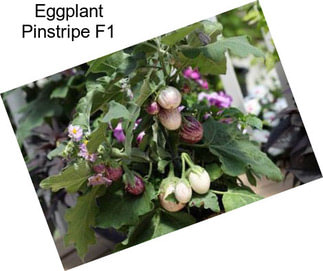 Eggplant Pinstripe F1