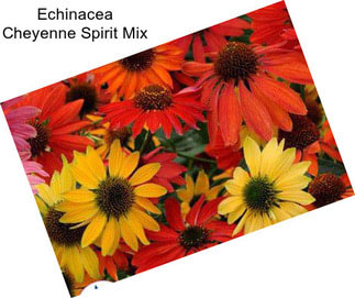 Echinacea Cheyenne Spirit Mix