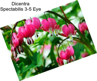 Dicentra Spectabilis 3-5 Eye