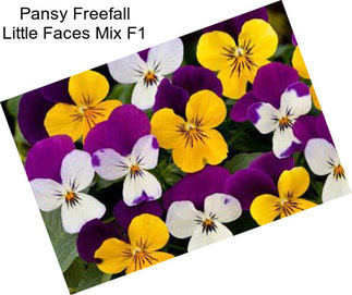 Pansy Freefall Little Faces Mix F1