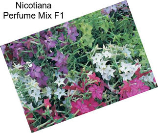 Nicotiana Perfume Mix F1