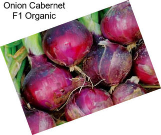 Onion Cabernet F1 Organic