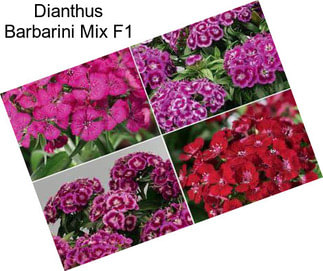 Dianthus Barbarini Mix F1