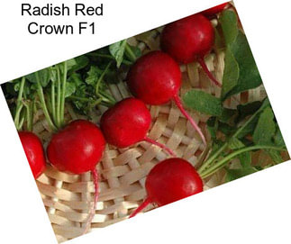 Radish Red Crown F1