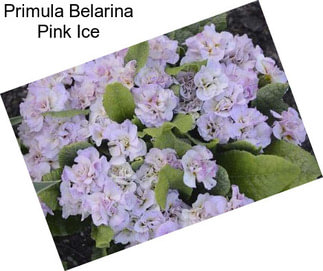 Primula Belarina Pink Ice