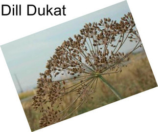 Dill Dukat