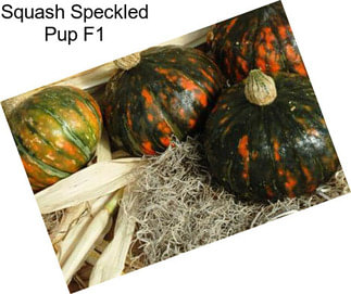 Squash Speckled Pup F1