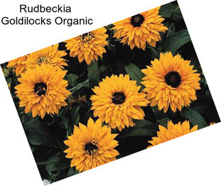 Rudbeckia  Goldilocks Organic