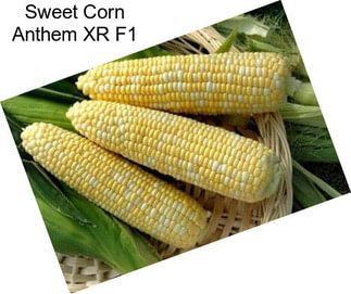 Sweet Corn Anthem XR F1