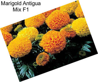 Marigold Antigua Mix F1