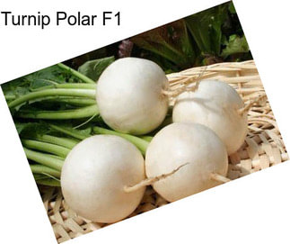 Turnip Polar F1