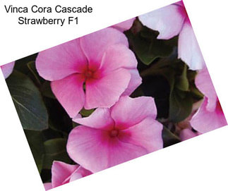 Vinca Cora Cascade Strawberry F1