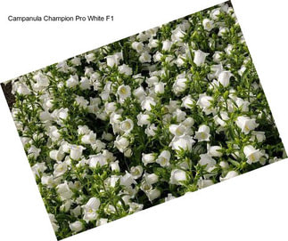 Campanula Champion Pro White F1