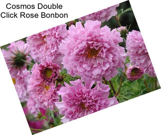 Cosmos Double Click Rose Bonbon