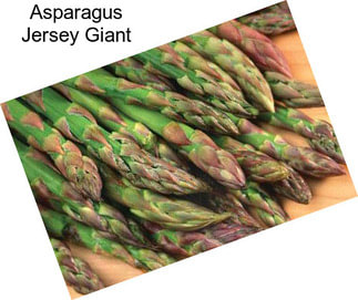 Asparagus Jersey Giant