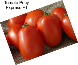 Tomato Pony Express F1