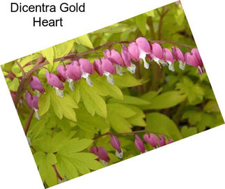 Dicentra Gold Heart